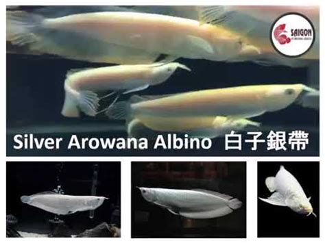 白子銀帶飼養|[ Albino Silver Arowana ] 白子銀帶 白子银带